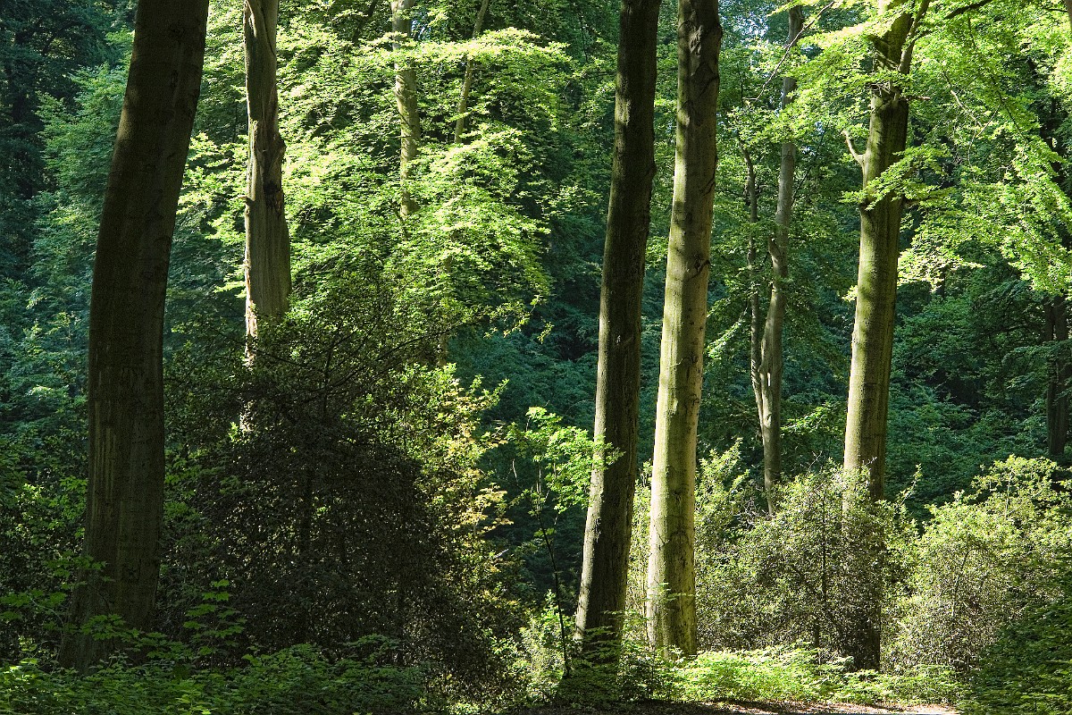 Grafenberger Wald II, Duesseldorf